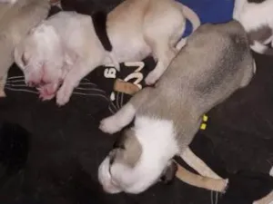 Cachorro raça Pitbull com labrador  idade Abaixo de 2 meses nome São muitos