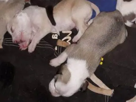 Cachorro ra a Pitbull com labrador  idade Abaixo de 2 meses nome São muitos