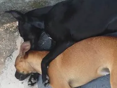 Cachorro ra a SRD idade 7 a 11 meses nome Maggie e Amora