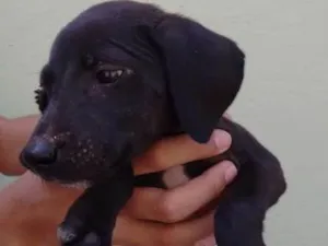 Cachorro raça Indefinida idade Abaixo de 2 meses nome Julio 