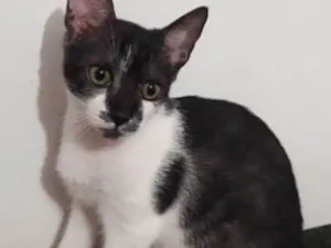 Gato raça Vira lata  idade 2 a 6 meses nome Theo 