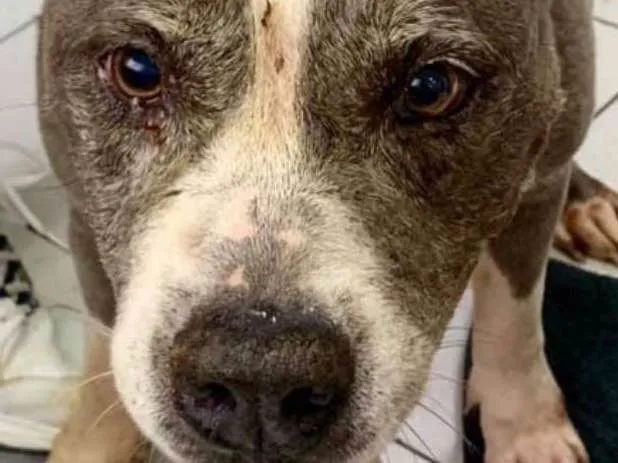 Cachorro ra a Pit bull idade 6 ou mais anos nome Raika