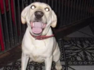 Cachorro raça Labradora (mix) idade 7 a 11 meses nome Mel 
