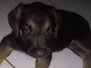 Cachorro raça Pastor alemão misturado  Fila idade 2 a 6 meses nome Max