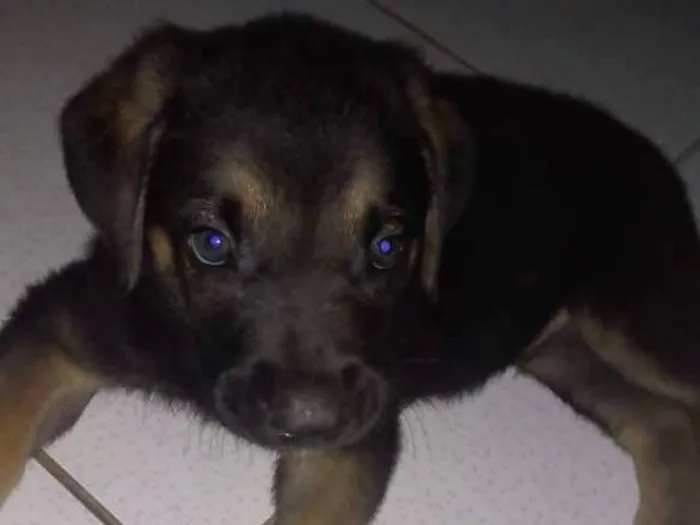 Cachorro ra a Pastor alemão misturado  Fila idade 2 a 6 meses nome Max
