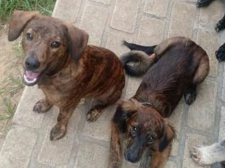 Cachorro ra a SRD idade 2 a 6 meses nome Bonfim