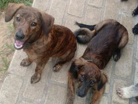 Cachorro ra a SRD idade 2 a 6 meses nome Jake