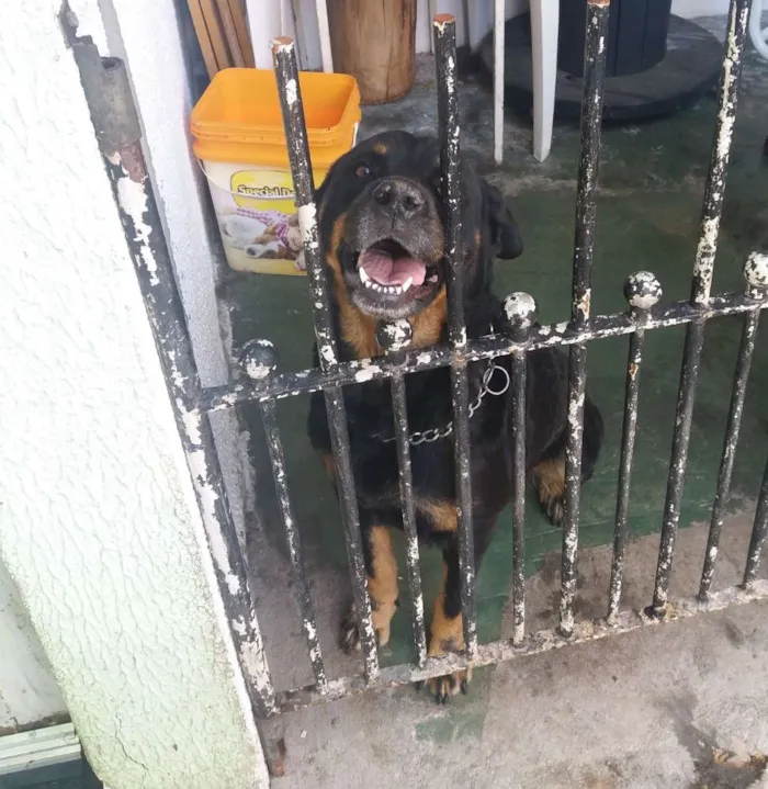 Cachorro ra a Rottweiler idade 2 a 6 meses nome Amora