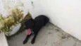 Doguinho