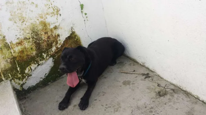 Cachorro ra a SRD idade 3 anos nome Doguinho