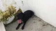 Doguinho