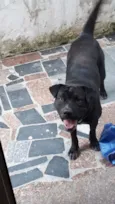 Doguinho