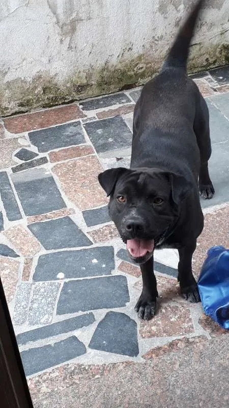 Cachorro ra a SRD idade 3 anos nome Doguinho