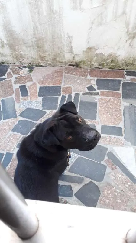 Cachorro ra a SRD idade 3 anos nome Doguinho