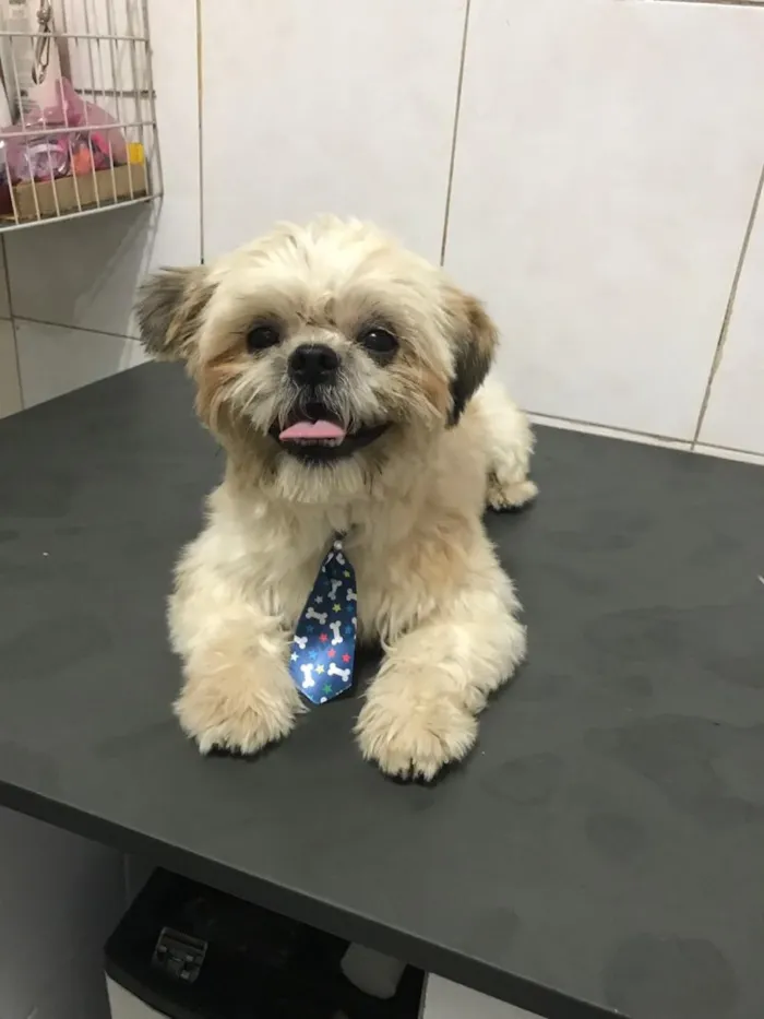 Cachorro ra a Lhasa idade  nome Reike