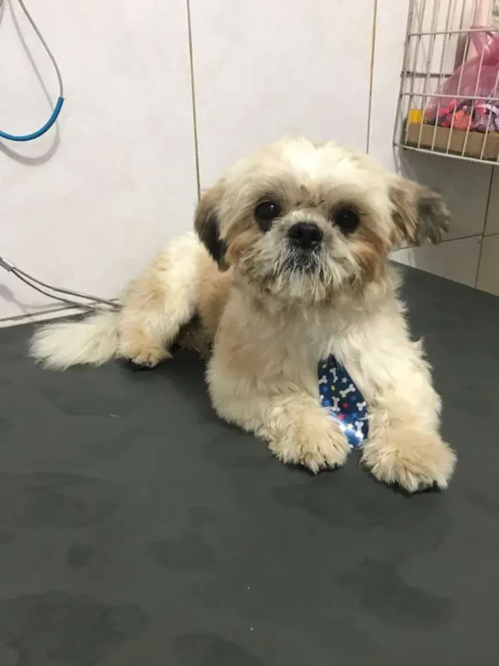 Cachorro ra a Lhasa idade  nome Reike