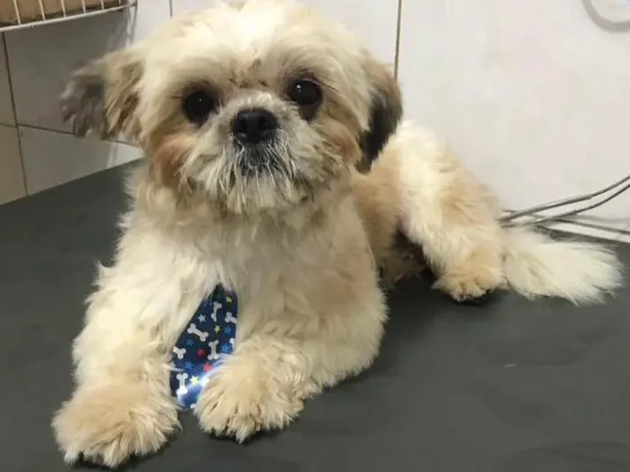 Cachorro ra a Lhasa idade  nome Reike