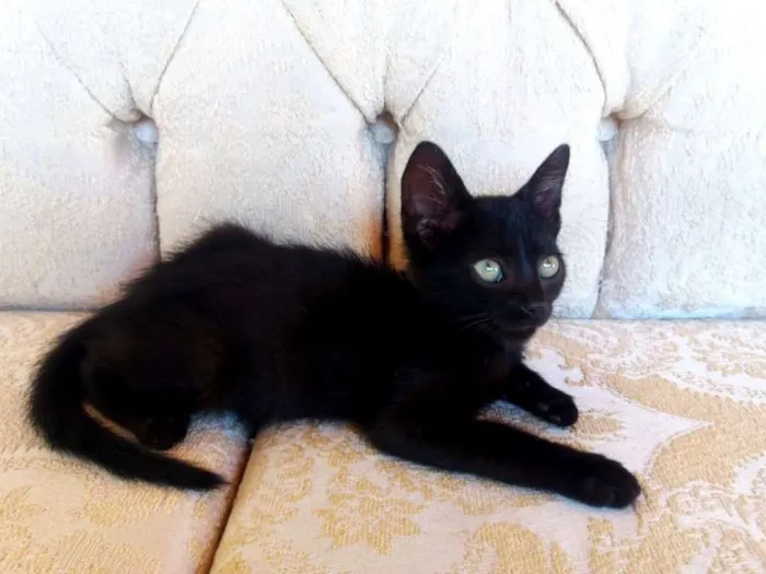 Gato ra a SRD idade Abaixo de 2 meses nome Aza Khaleesi