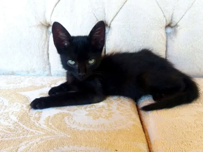 Gato ra a SRD idade Abaixo de 2 meses nome Aza Khaleesi