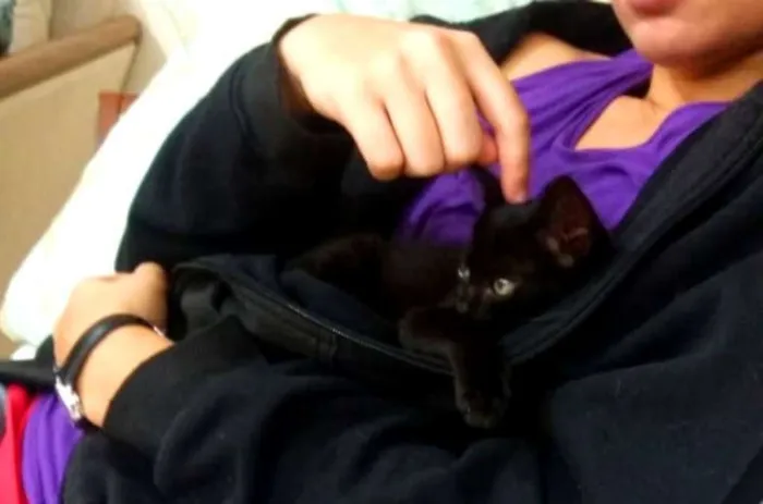 Gato ra a SRD idade Abaixo de 2 meses nome Aza Khaleesi
