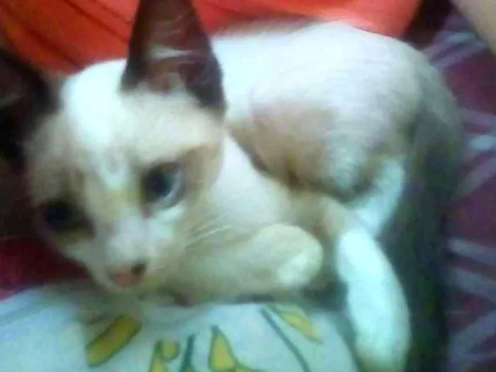 Gato ra a Sem raça idade 2 a 6 meses nome Sem nome