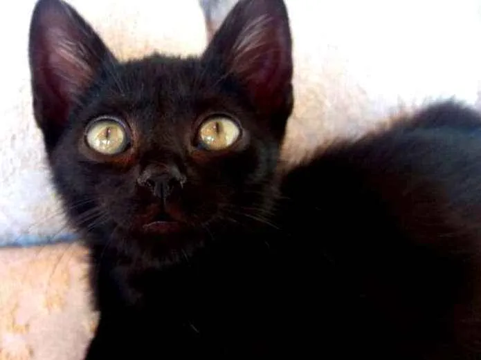 Gato ra a SRD idade Abaixo de 2 meses nome Aza Khaleesi