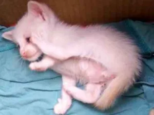 Gato raça Viralata idade 2 a 6 meses nome Sem nome