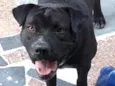 Doguinho