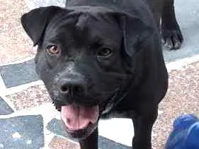 Cachorro raça SRD idade 3 anos nome Doguinho