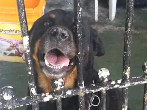 Cachorro raça Rottweiler idade 2 a 6 meses nome Amora