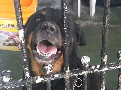 Cachorro ra a Rottweiler idade 2 a 6 meses nome Amora