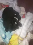Pretinha