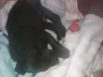 Pretinha