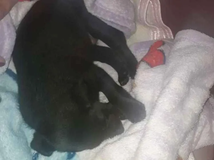 Cachorro ra a Sem raça definida idade Abaixo de 2 meses nome Pretinha
