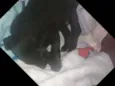 Pretinha