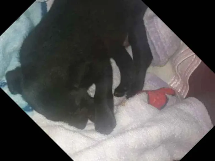 Cachorro ra a Sem raça definida idade Abaixo de 2 meses nome Pretinha