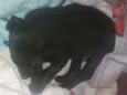Pretinha