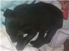 Cachorro raça Sem raça definida idade Abaixo de 2 meses nome Pretinha