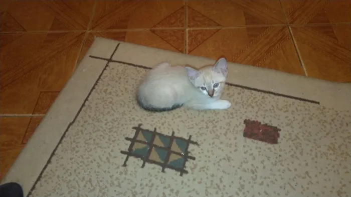 Gato ra a SRD idade 2 a 6 meses nome Não tem