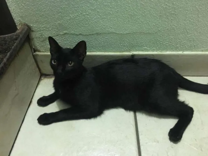 Gato ra a ? idade 2 anos nome Banguela