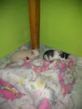 Não teriam nome aind