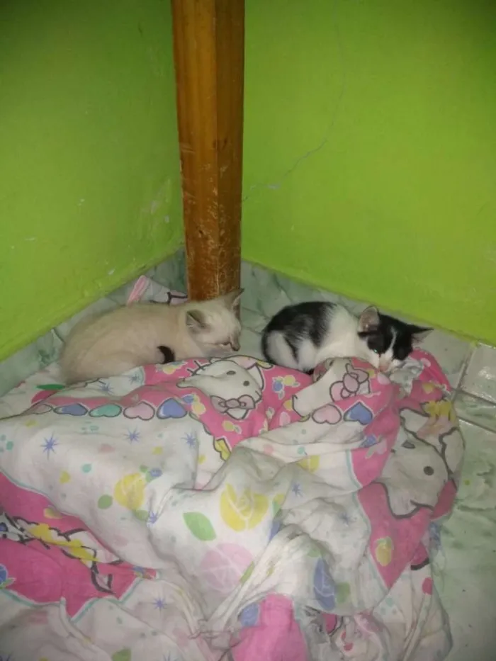 Gato ra a Vira lata idade Abaixo de 2 meses nome Não teriam nome aind