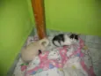 Não teriam nome aind