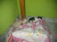 Não teriam nome aind
