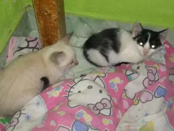 Gato ra a Vira lata idade Abaixo de 2 meses nome Não teriam nome aind