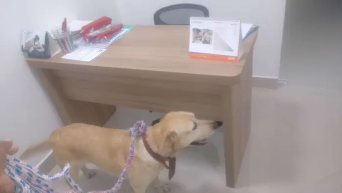 Cachorro ra a Labradora idade 2 anos nome Lady