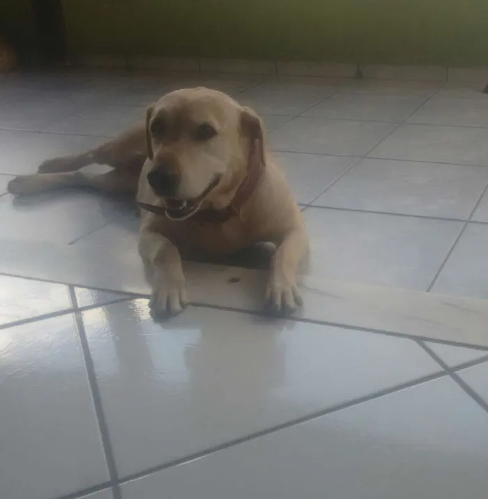 Cachorro ra a Labradora idade 2 anos nome Lady