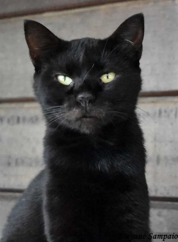 Gato ra a SRD idade 2 anos nome Raica