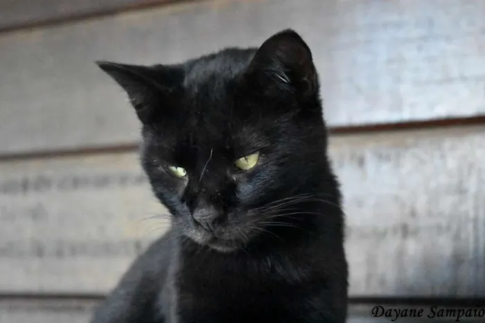 Gato ra a SRD idade 2 anos nome Raica