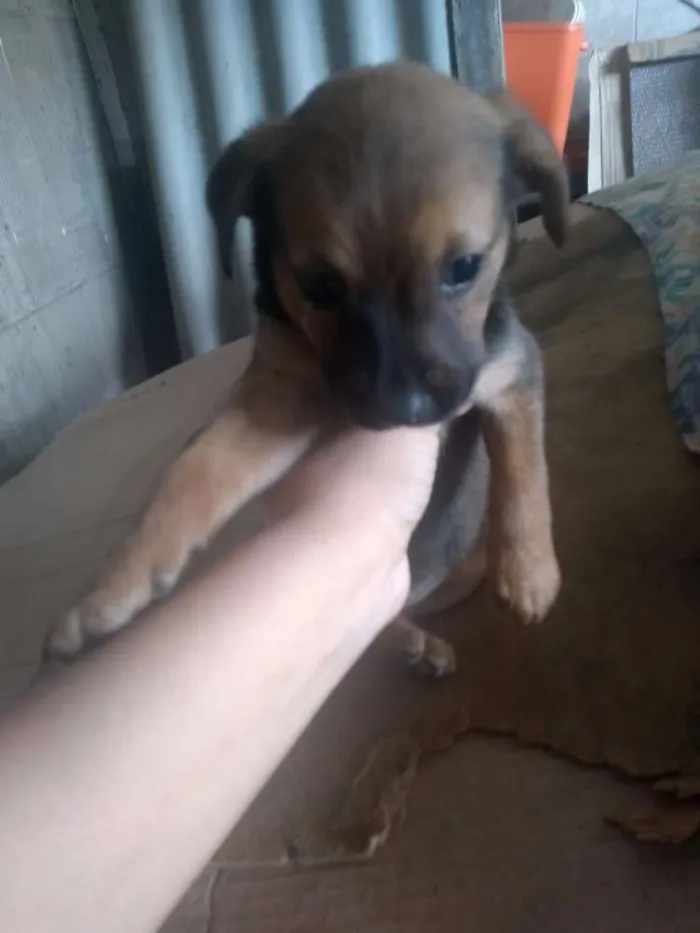 Cachorro ra a SRD idade 2 a 6 meses nome Sem Nome